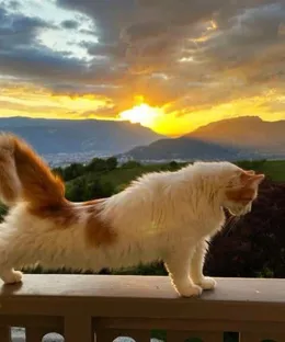 Pelote, adopté