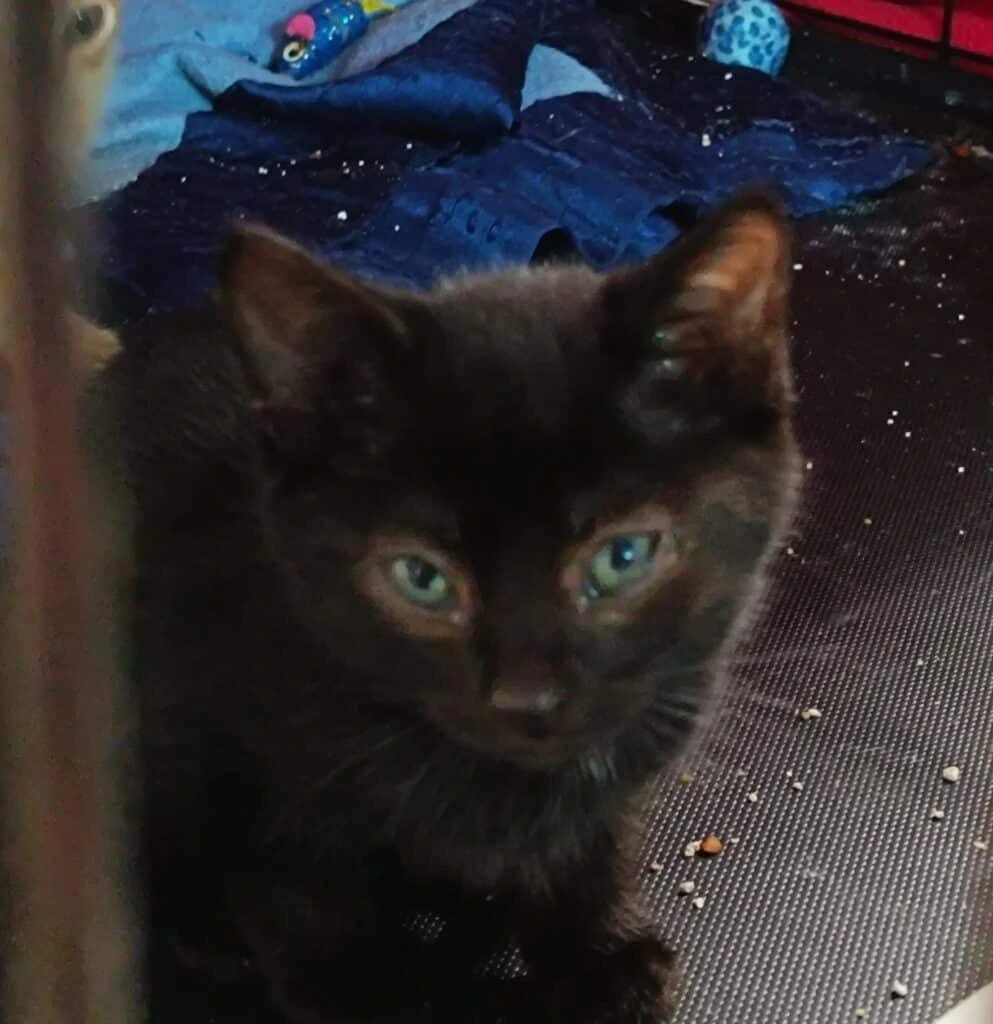 Brownie, photo 1