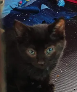 Brownie, adopté