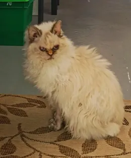 Tara, adopté