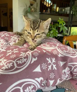 Wanda, adopté