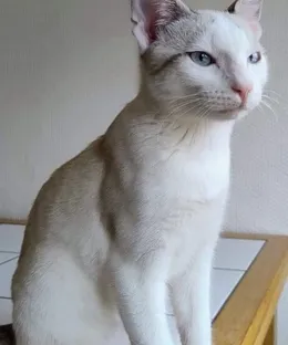 Zebulon, adopté