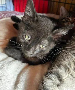 Wolf, adopté