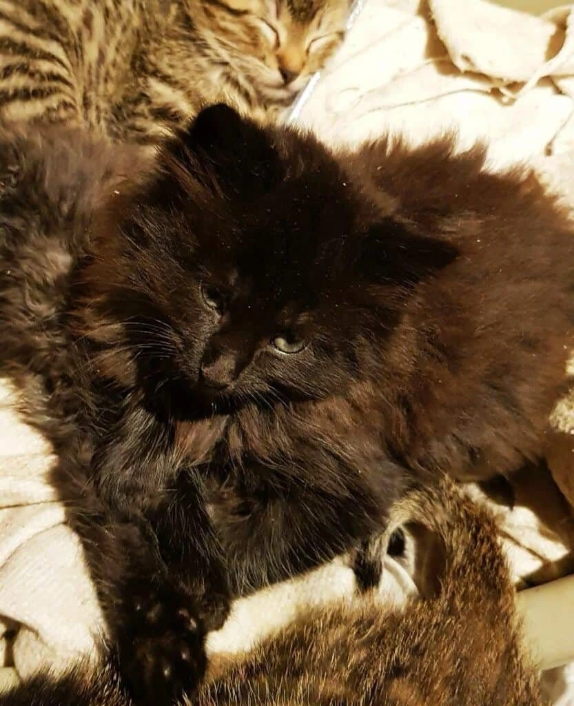Beethoven