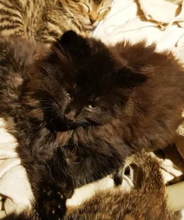 Beethoven, adopté