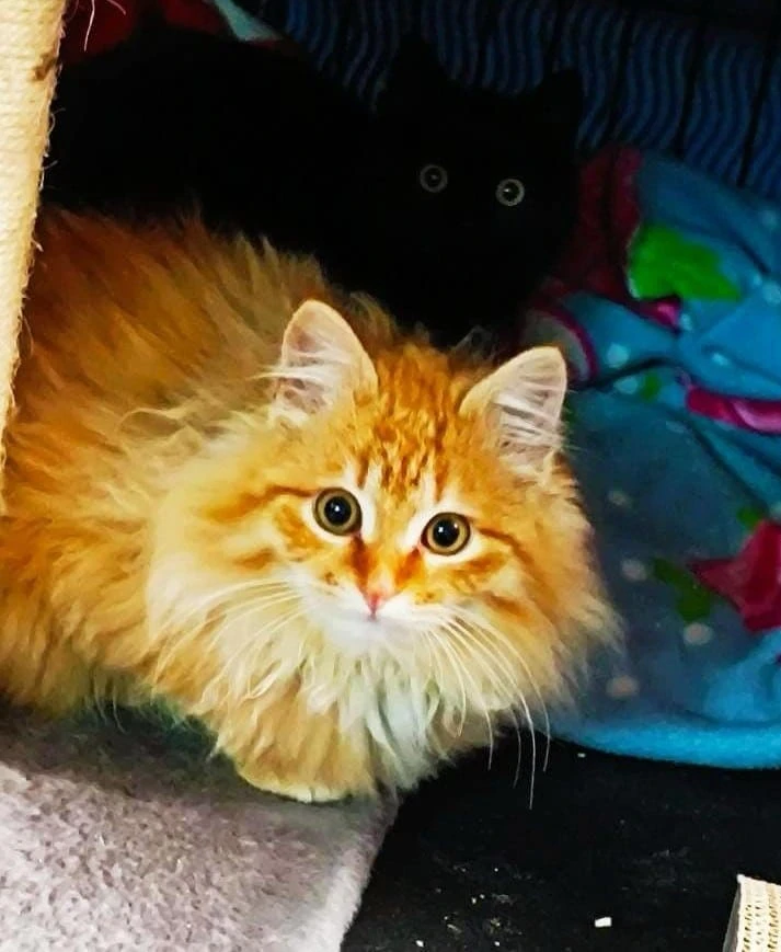 Simba