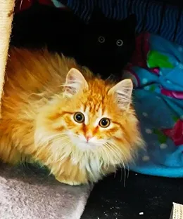 Simba, adopté