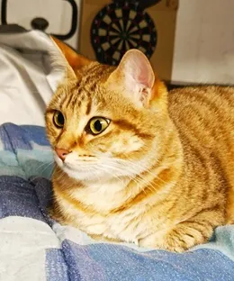 Biscotte, adopté
