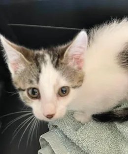 Jill, adoptée