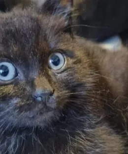 Aslan, adopté