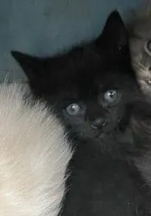 Sambuca, adopté