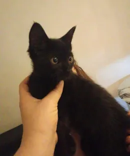 Pepito, adopté