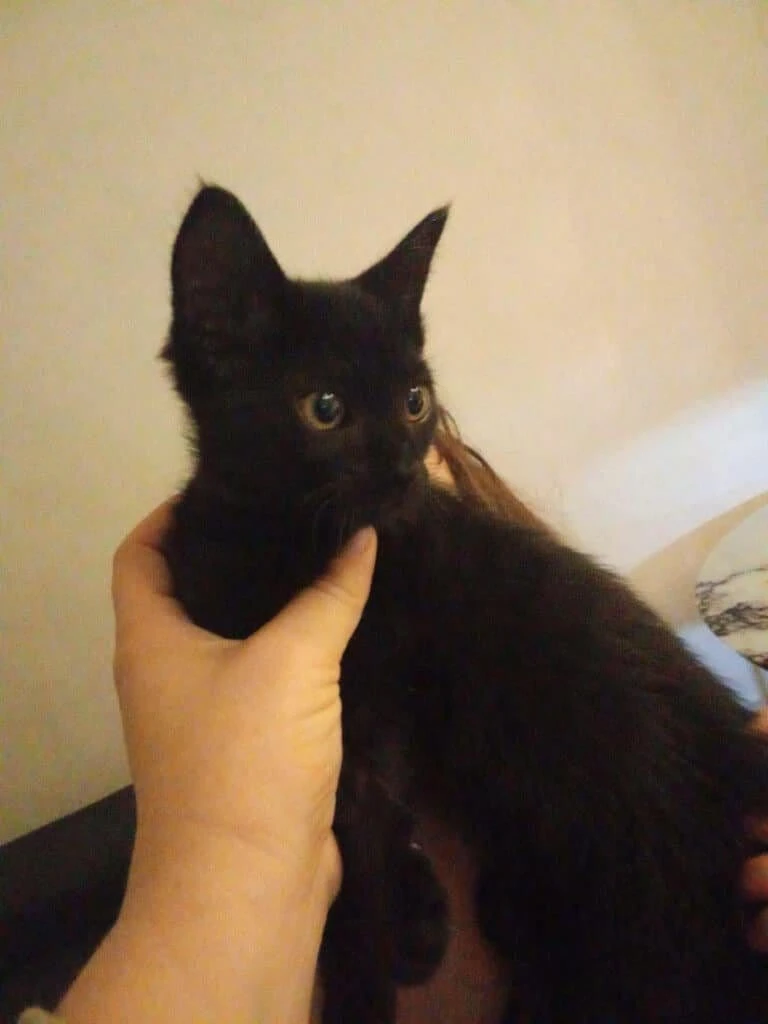 Pepito