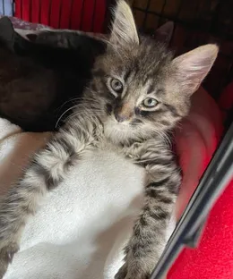 Wild, adopté