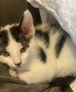 Fido, adopté