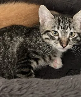 Vivi, adopté