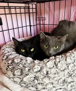 Luna, adopté