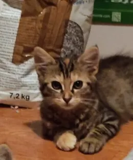 Angie, adopté