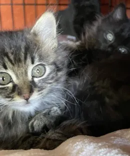 Zelda, adopté