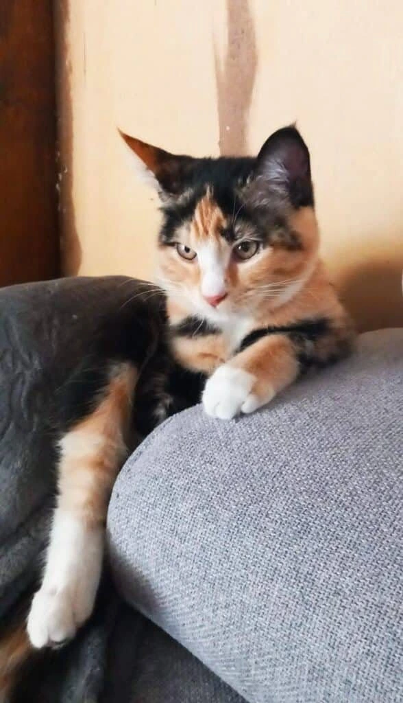 Vanilla, photo 1