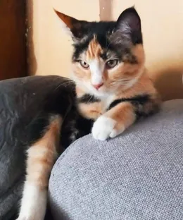 Vanilla, adopté