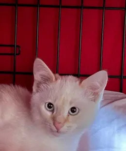 Baloo, adopté