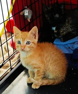 Speculos, adopté