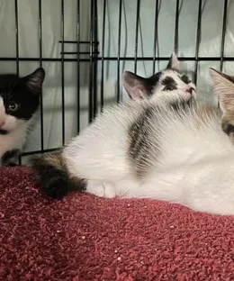 Portée de Noyarey, adoptés