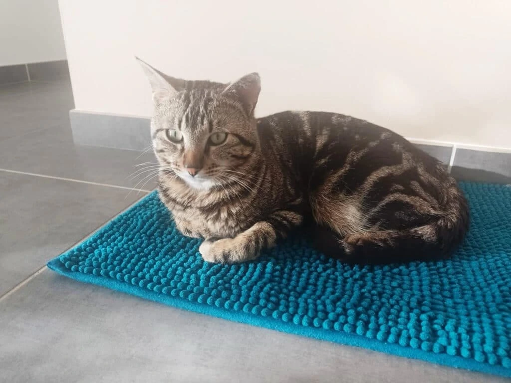 Tabby, photo 1