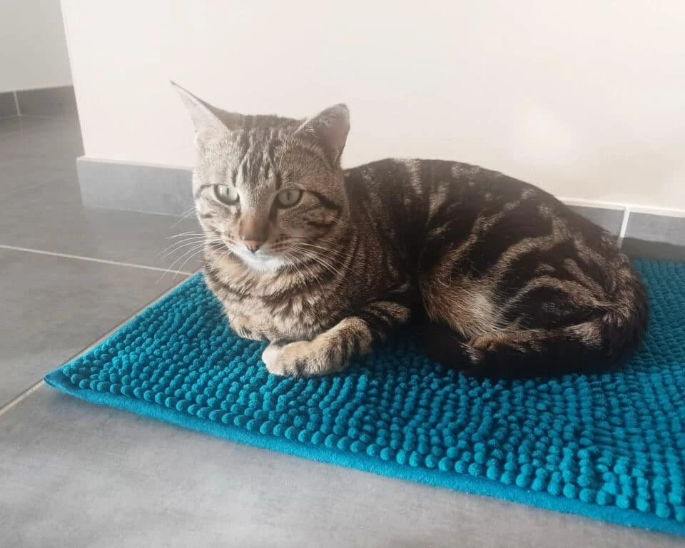Tabby
