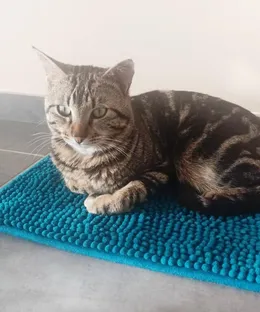 Tabby, adopté