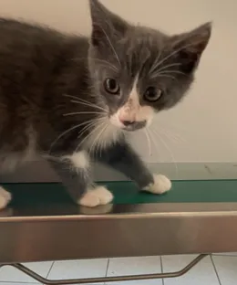 Perle, adopté