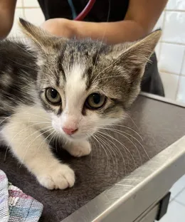 Jules, adopté