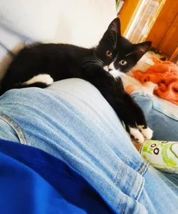 Chaussette, adopté