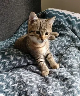 Amande, adopté