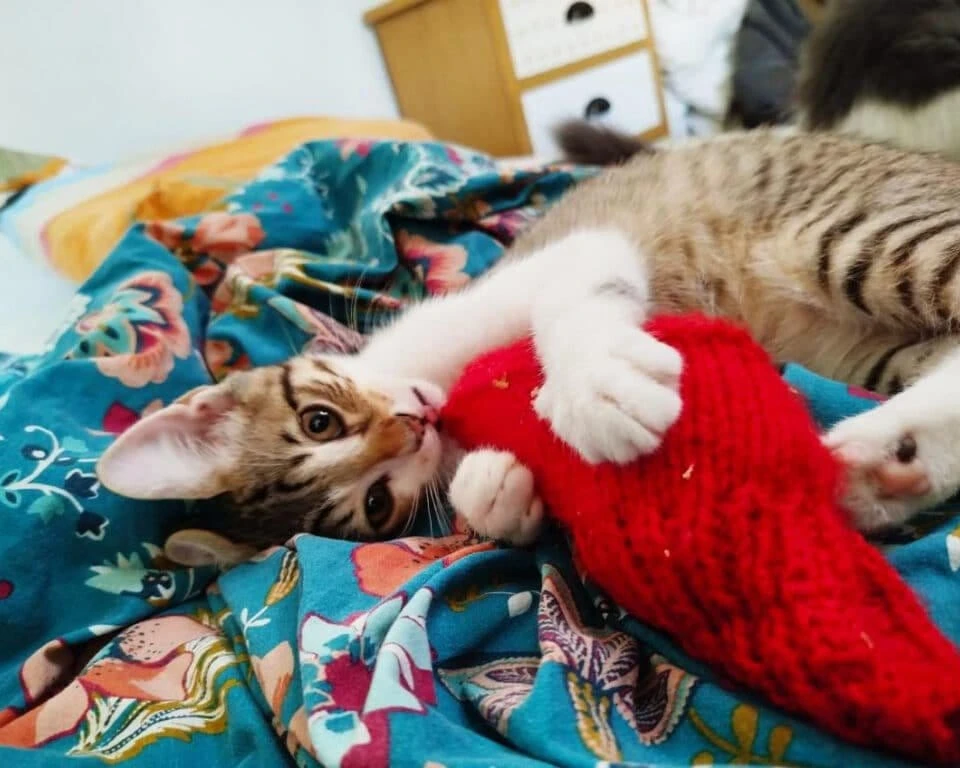 Mushu