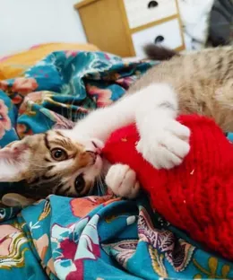 Mushu, adopté