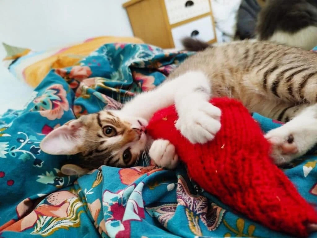 Mushu, photo 1