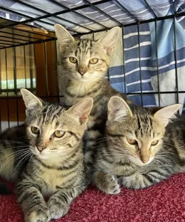 Portée de tigrés, adoptés