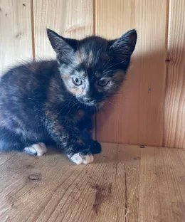 Wedi, adopté