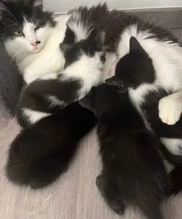 Mume, adopté