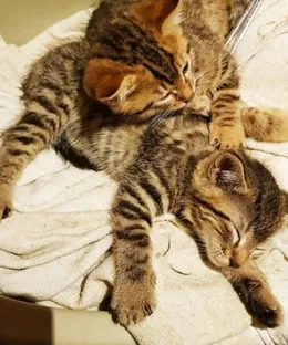Mozart, adopté