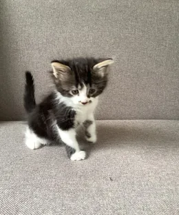 Harry, adopté