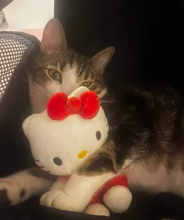 Pancho, adopté