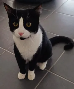 Bagherra, adopté