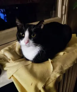 Croquette, adopté