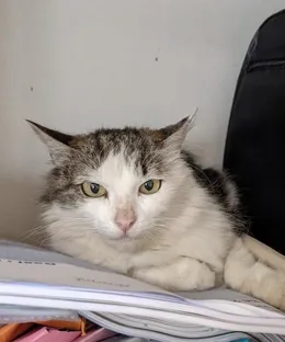 Gege, adopté