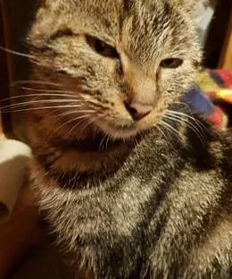 Karmen, adopté