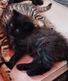 Carla, adopté