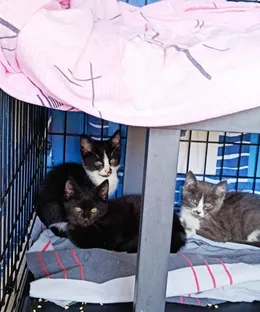 Portée de Fontaine, adoptés